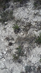 Cephalaria coriacea