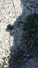 Cephalaria coriacea