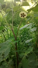 Physalis chenopodifolia