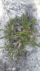 Cephalaria coriacea