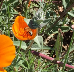 Apis mellifera