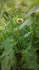 Physalis chenopodifolia