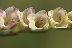 Gladiolus crassifolius
