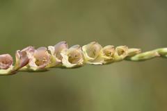 Gladiolus crassifolius