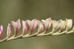 Gladiolus crassifolius