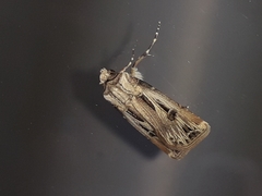 Agrotis spinifera