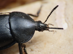 Ablattaria laevigata