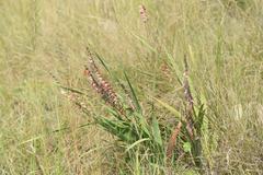 Gladiolus crassifolius