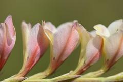Gladiolus crassifolius