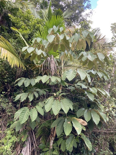 matchwood (Schefflera morototonii)