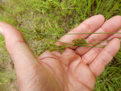 Juncus interior