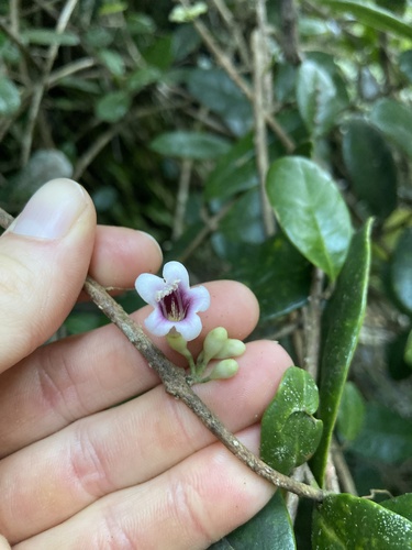 Higuerito-de-Sierra (Schlegelia brachyantha)