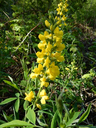 Image of Thermopsis gracilis by (c) Ed Alverson, some rights reserved (CC BY)