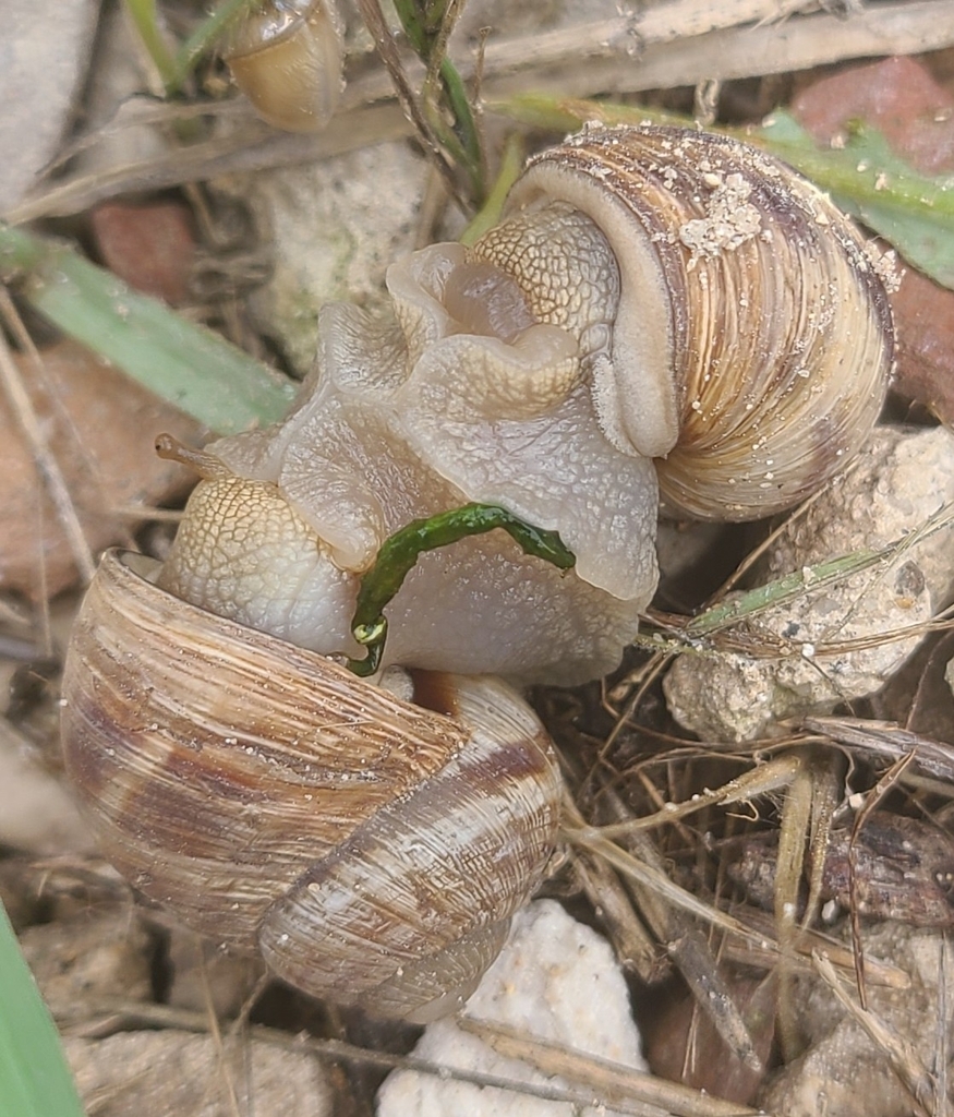 Pronubal Snail