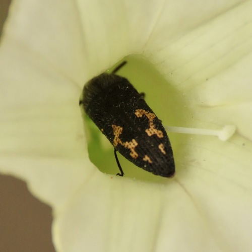 Acmaeodera setosa (Acmaeodera setosa)