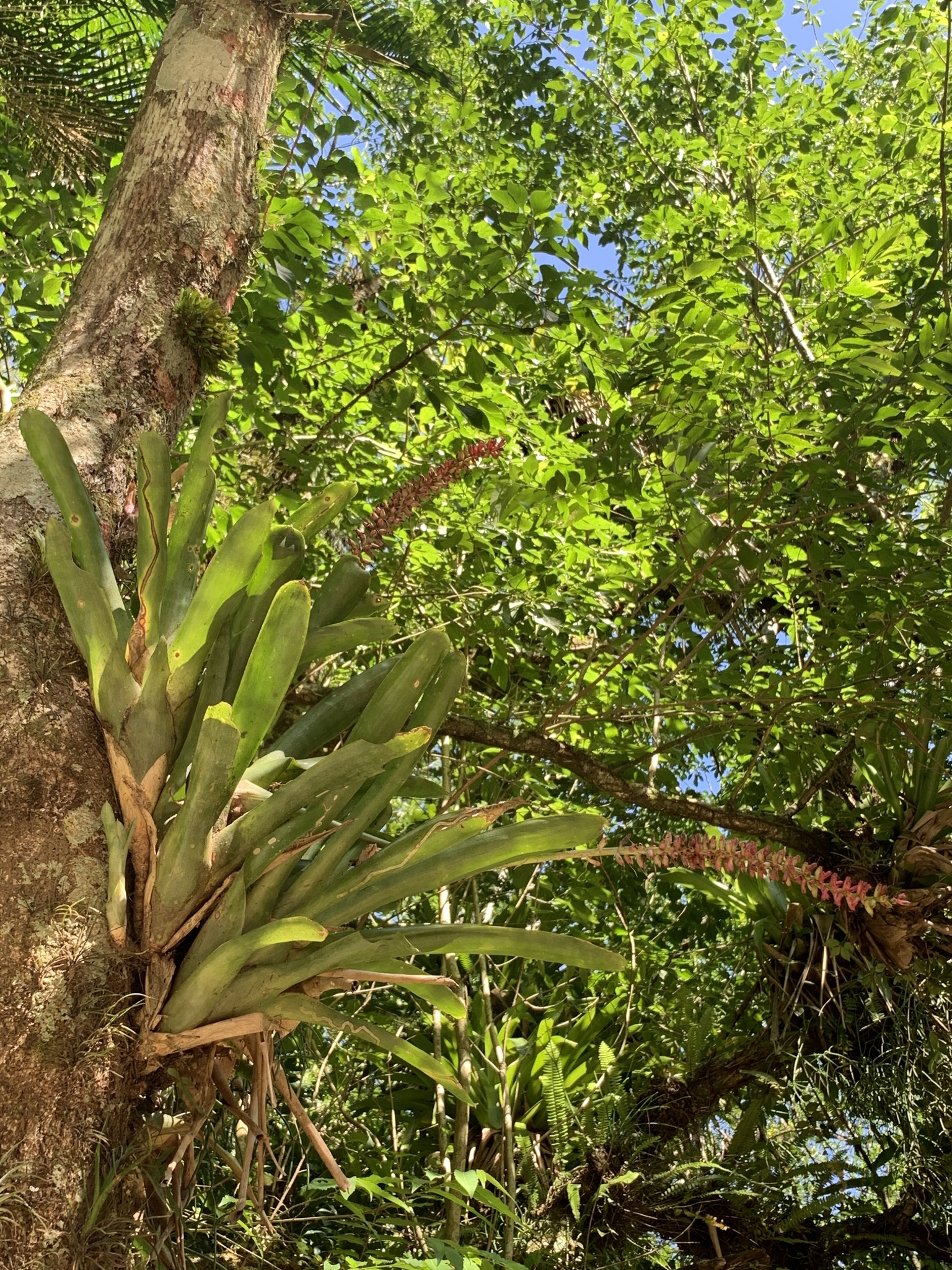 Aechmea gamosepala