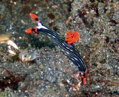 Nembrotha