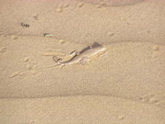 Phrynocephalus interscapularis