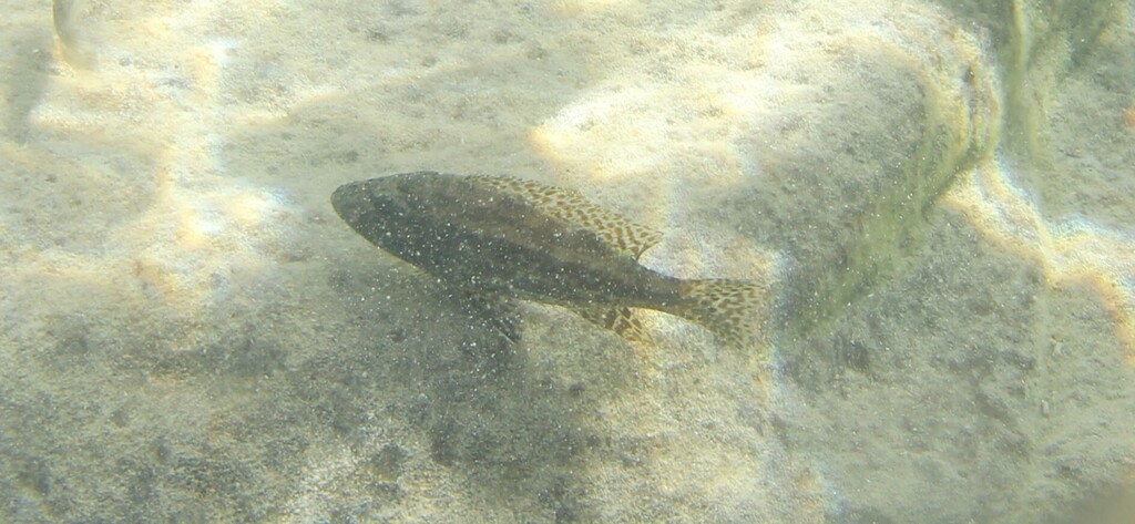 Polystigma (Nimbochromis polystigma) — Cichlidae