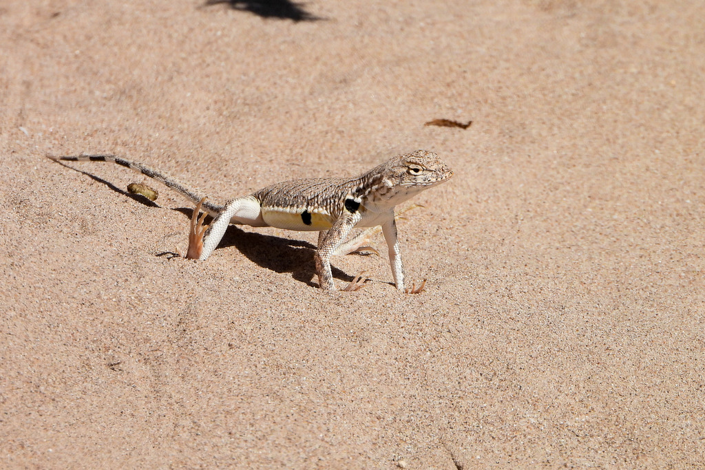 Fringe-toed Sand Lizard from Dunas de Bilbao, Coahuila de Zaragoza ...