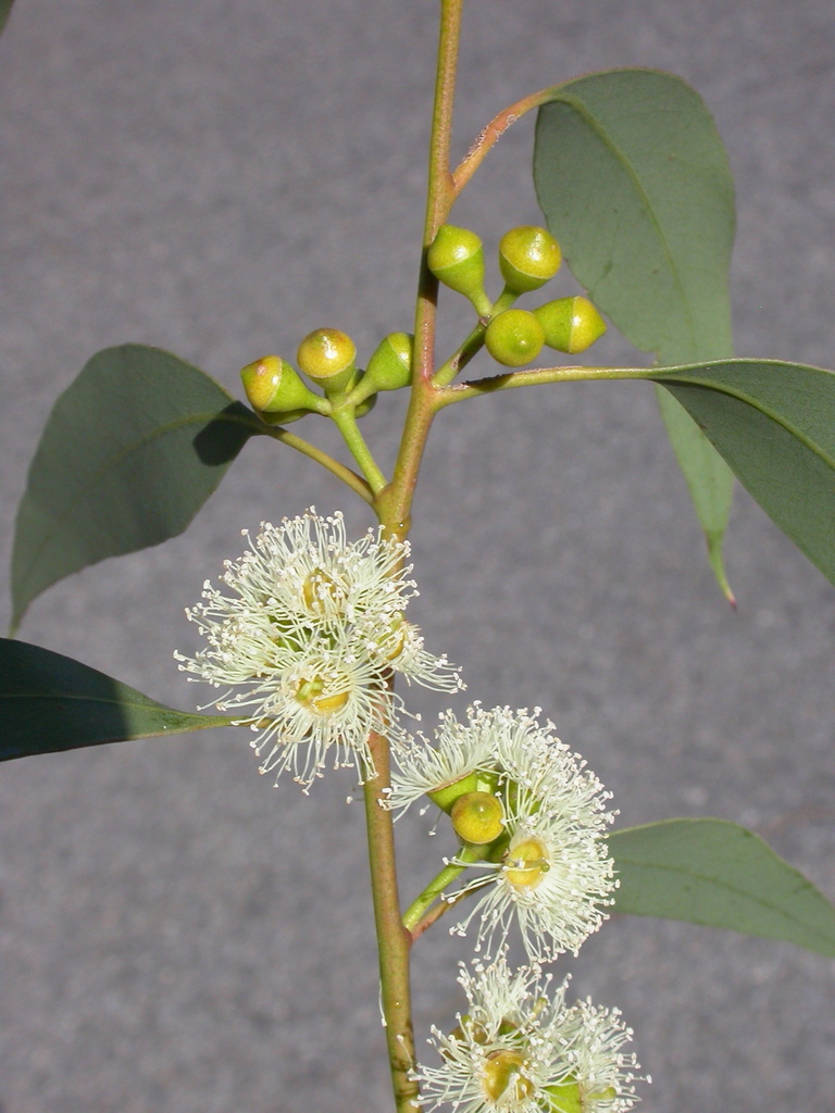 Swamp Gum