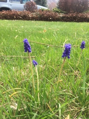Muscari botryoides