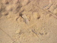 Phrynocephalus interscapularis