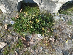 Raphanus raphanistrum landra