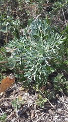 Seseli gummiferum