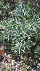 Seseli gummiferum