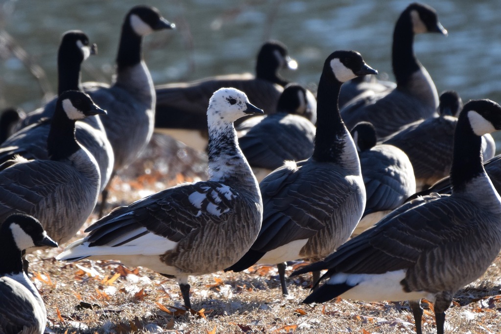 Cackling Goose from Lubbock, TX, USA on December 15, 2023 at 0404 PM