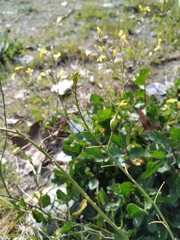 Raphanus raphanistrum landra