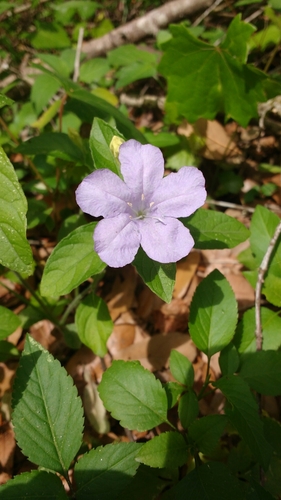 Ruellia caroliniensis image