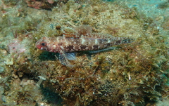 Gobius cruentatus