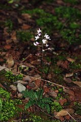 Stenoglottis fimbriata