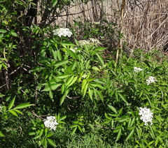 Sambucus nigra
