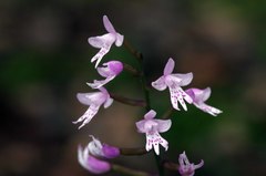 Stenoglottis fimbriata