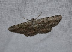 Pterospoda nigrescens