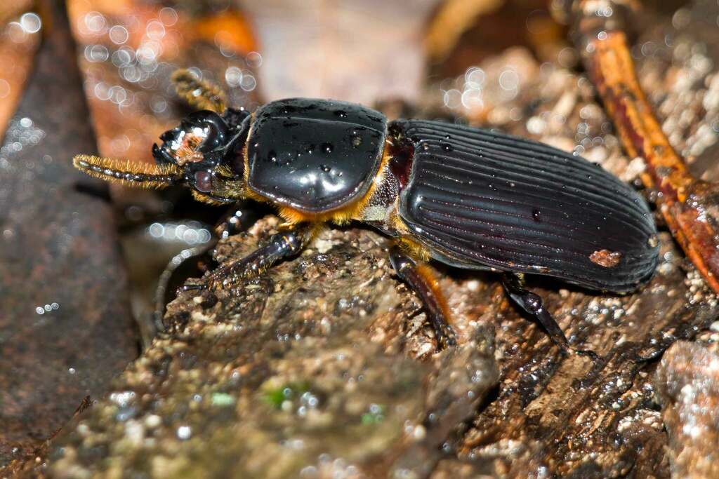 Horned Passalus Beetle from Boulevard Manor, Arlington, VA, USA on ...