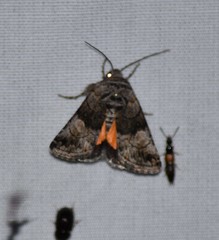 Copanarta aurea