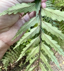 Asplenium polyodon image