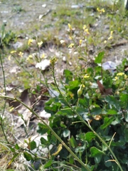 Raphanus raphanistrum landra