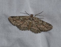 Pterospoda nigrescens