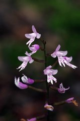 Stenoglottis fimbriata