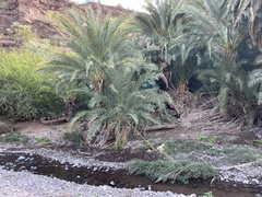 Phoenix dactylifera