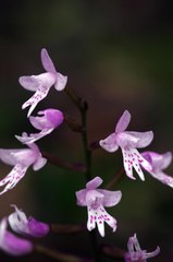 Stenoglottis fimbriata
