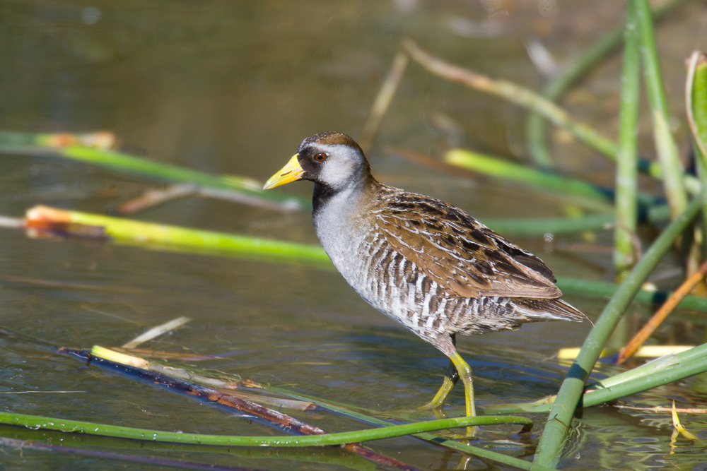 Spotted Crakes and allies