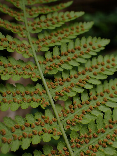 Hypolepis dicksonioides
