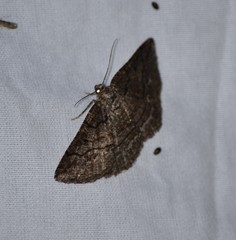 Pterospoda nigrescens