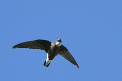 White-Throated Needletail photo 5